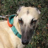 Sola Adopted